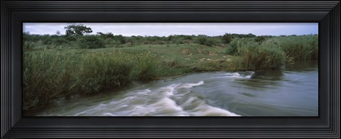 Framed River flowing through a forest, Sabie River, Kruger National Park, South Africa Print
