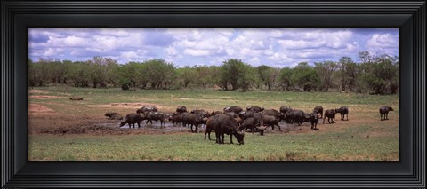 Framed Herd of Cape buffaloes (Syncerus caffer) use a mud hole to cool off in mid-day sun, Kruger National Park, South Africa Print