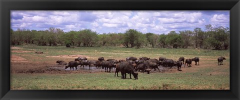 Framed Herd of Cape buffaloes (Syncerus caffer) use a mud hole to cool off in mid-day sun, Kruger National Park, South Africa Print