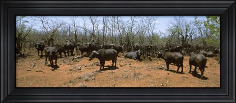 Framed Herd of Cape buffaloes wait out in the minimal shade of thorn trees, Kruger National Park, South Africa Print