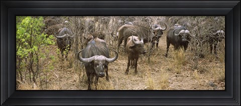 Framed Herd of Cape buffaloes, Kruger National Park, South Africa Print
