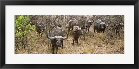 Framed Herd of Cape buffaloes, Kruger National Park, South Africa Print