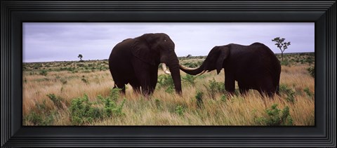 Framed Two African elephants (Loxodonta Africana) socialize on the savannah plains, Kruger National Park, South Africa Print