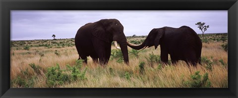 Framed Two African elephants (Loxodonta Africana) socialize on the savannah plains, Kruger National Park, South Africa Print