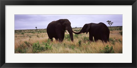 Framed Two African elephants (Loxodonta Africana) socialize on the savannah plains, Kruger National Park, South Africa Print