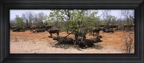 Framed Cape buffaloes resting under thorn trees, Kruger National Park, South Africa Print