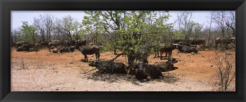 Framed Cape buffaloes resting under thorn trees, Kruger National Park, South Africa Print