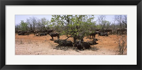 Framed Cape buffaloes resting under thorn trees, Kruger National Park, South Africa Print