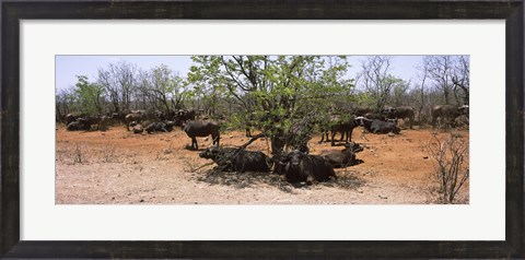 Framed Cape buffaloes resting under thorn trees, Kruger National Park, South Africa Print