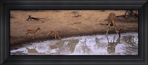 Framed Impalas (Aepyceros Melampus) and a giraffe at a waterhole, Mkuze Game Reserve, Kwazulu-Natal, South Africa Print