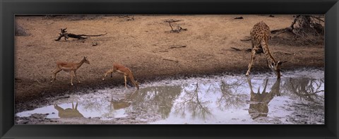 Framed Impalas (Aepyceros Melampus) and a giraffe at a waterhole, Mkuze Game Reserve, Kwazulu-Natal, South Africa Print