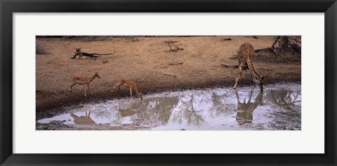 Framed Impalas (Aepyceros Melampus) and a giraffe at a waterhole, Mkuze Game Reserve, Kwazulu-Natal, South Africa Print