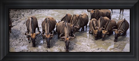 Framed Herd of Blue wildebeests (Connochaetes taurinus) at a waterhole, Mkuze Game Reserve, Kwazulu-Natal, South Africa Print