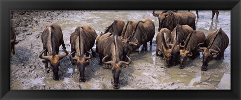 Framed Herd of Blue wildebeests (Connochaetes taurinus) at a waterhole, Mkuze Game Reserve, Kwazulu-Natal, South Africa Print