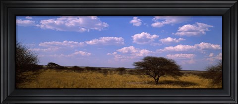 Framed Landscape view of arid savannah in the dry season, Central Kalahari Game Reserve, Botswana Print