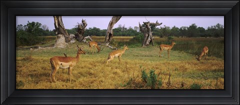 Framed Herd of impalas (Aepyceros Melampus) grazing in a field, Moremi Wildlife Reserve, Botswana Print