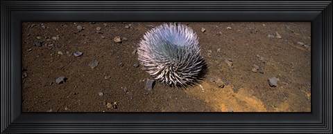 Framed Haleakala silversword (Argyroxiphium sandwicense subsp. macrocephalum), Haleakala National Park, Maui, Hawaii, USA Print