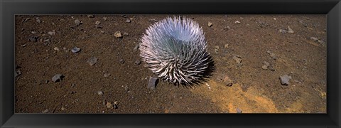 Framed Haleakala silversword (Argyroxiphium sandwicense subsp. macrocephalum), Haleakala National Park, Maui, Hawaii, USA Print