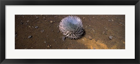 Framed Haleakala silversword (Argyroxiphium sandwicense subsp. macrocephalum), Haleakala National Park, Maui, Hawaii, USA Print