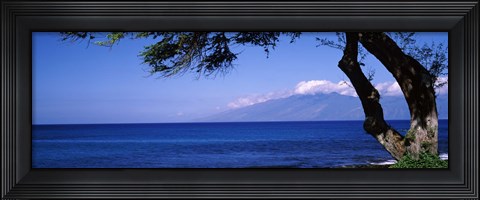 Framed Tree at a coast, Kapalua, Molokai, Maui, Hawaii, USA Print