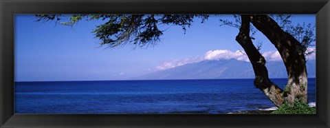 Framed Tree at a coast, Kapalua, Molokai, Maui, Hawaii, USA Print