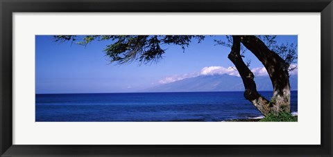 Framed Tree at a coast, Kapalua, Molokai, Maui, Hawaii, USA Print