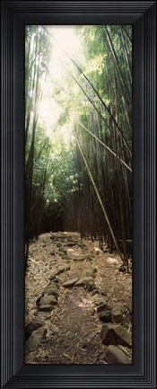 Framed Stone path through a Bamboo forest, Oheo Gulch, Seven Sacred Pools, Hana, Maui, Hawaii, USA Print