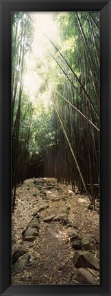 Framed Stone path through a Bamboo forest, Oheo Gulch, Seven Sacred Pools, Hana, Maui, Hawaii, USA Print
