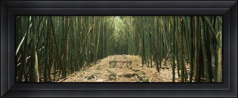 Framed Path with stones surrounded by Bamboo, Oheo Gulch, Seven Sacred Pools, Hana, Maui, Hawaii, USA Print