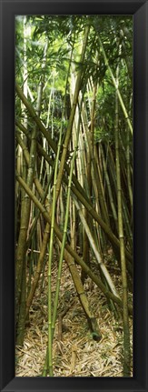 Framed Bamboo stems, Oheo Gulch, Seven Sacred Pools, Hana, Maui, Hawaii, USA Print