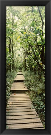 Framed Stepped path surronded by Bamboo shoots, Oheo Gulch, Seven Sacred Pools, Hana, Maui, Hawaii, USA Print