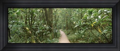 Framed Young bamboo with path, Oheo Gulch, Seven Sacred Pools, Hana, Maui, Hawaii, USA Print