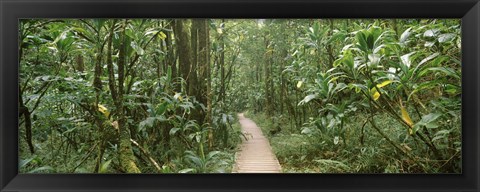 Framed Young bamboo with path, Oheo Gulch, Seven Sacred Pools, Hana, Maui, Hawaii, USA Print
