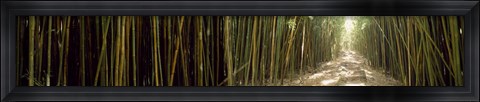 Framed Sun shining through a bamboo forest, Oheo Gulch, Seven Sacred Pools, Hana, Maui, Hawaii, USA Print