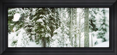 Framed Snow covered evergreen trees at Stevens Pass, Washington State Print