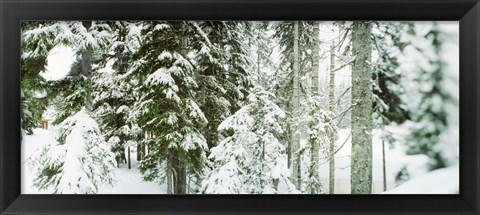 Framed Snow covered evergreen trees at Stevens Pass, Washington State Print
