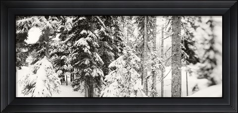 Framed Snow covered evergreen trees at Stevens Pass, Washington State (black and white) Print