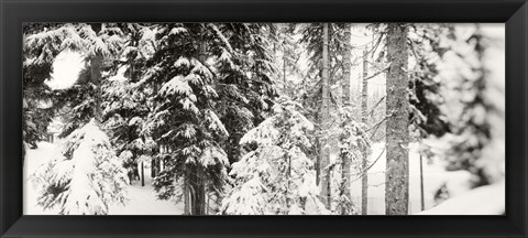 Framed Snow covered evergreen trees at Stevens Pass, Washington State (black and white) Print