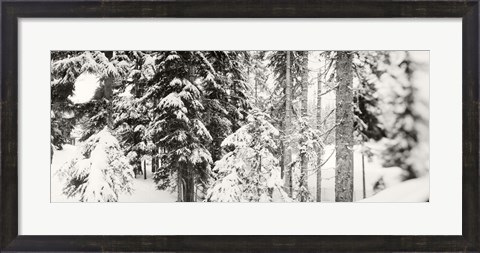 Framed Snow covered evergreen trees at Stevens Pass, Washington State (black and white) Print