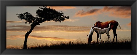 Framed Horse mare and a foal grazing by tree at sunset Print