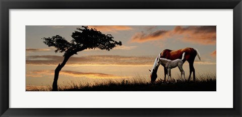 Framed Horse mare and a foal grazing by tree at sunset Print