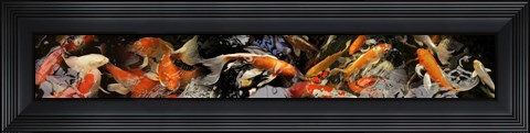 Framed Koi carp Print