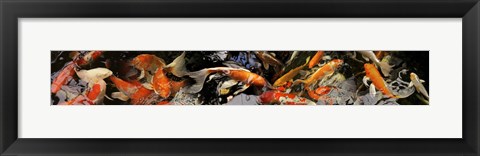 Framed Koi carp Print