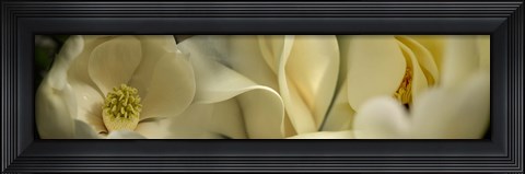 Framed Magnolia flowers Print