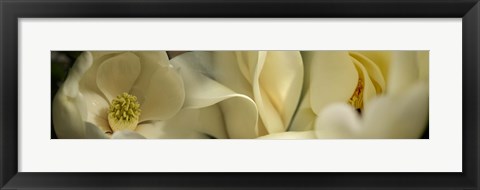 Framed Magnolia flowers Print