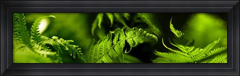 Framed Fern Print