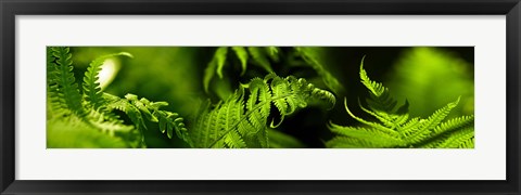 Framed Fern Print