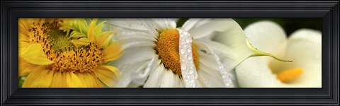 Framed Yellow and white flowers Print