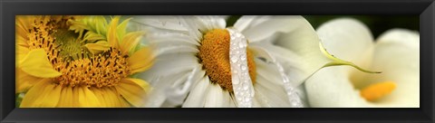 Framed Yellow and white flowers Print