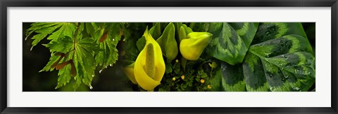 Framed Leaves and yellow flowers Print